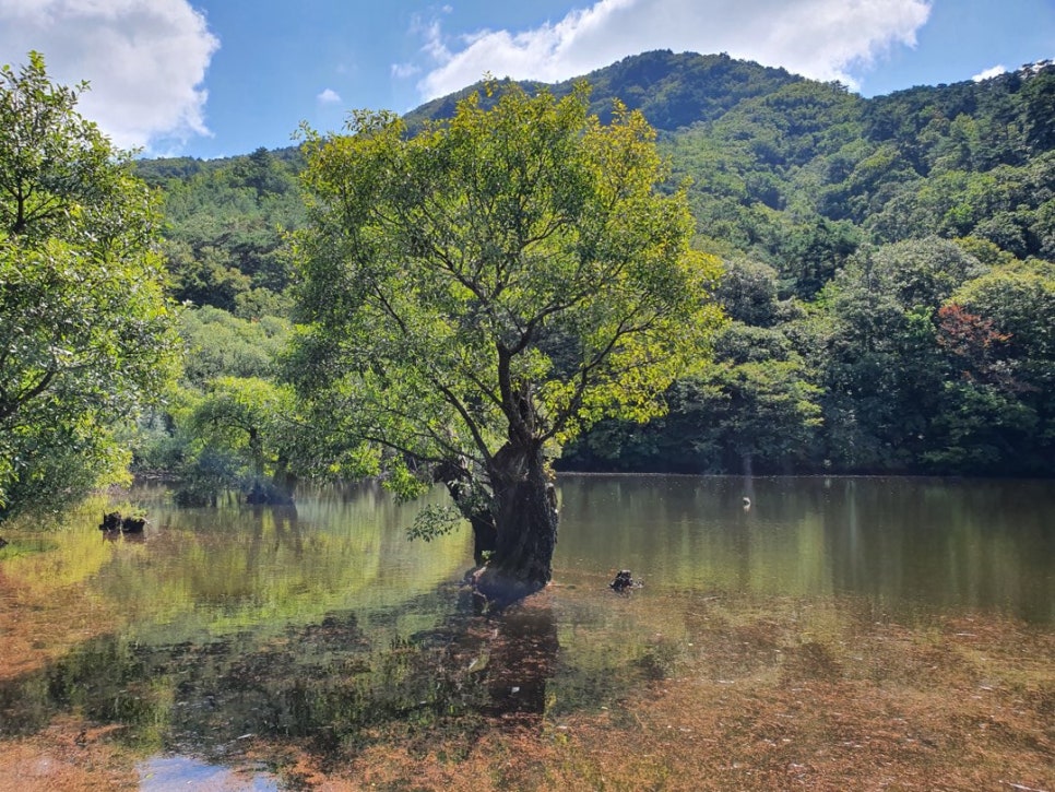 Old willow trees standing in the water of Jusanji reservoir in early-autumn morning mist