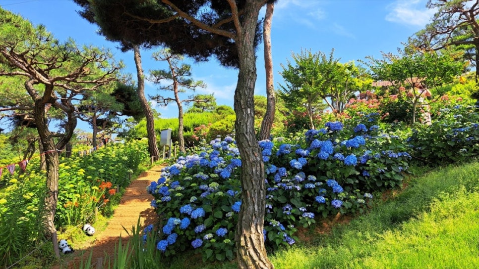 A path between pine trees lined with blue hydrangeas at Gonggan Garden in Cheongju