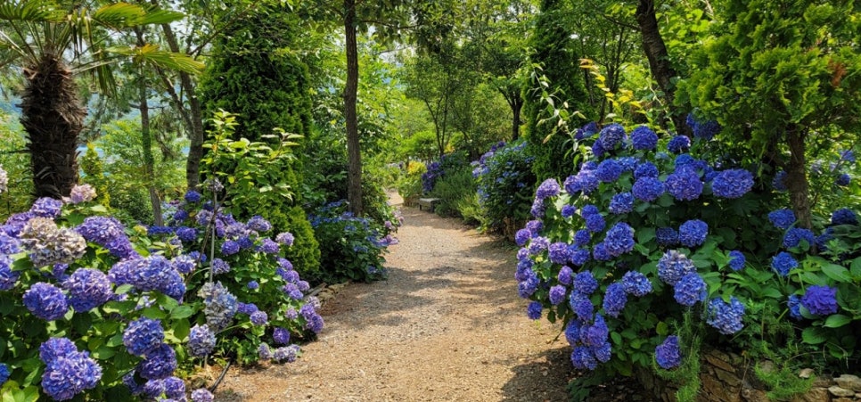 An earth path through woodland with hydrangeas in flower at Mulbitsori Garden in Tongyeong