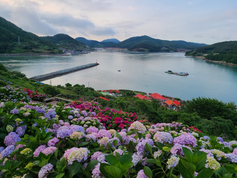 Hydrangea beds on the island garden at Goheung, with the sea and a village behind