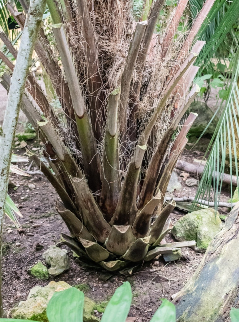 Close-up portrait shot of a jelly palm trunk covered in the scale-like bases of old leaf stalks