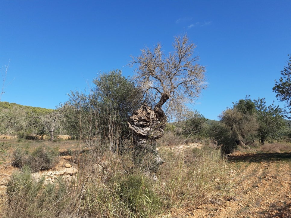 The thick, twisting, multi-stemmed trunk of an ancient olive tree