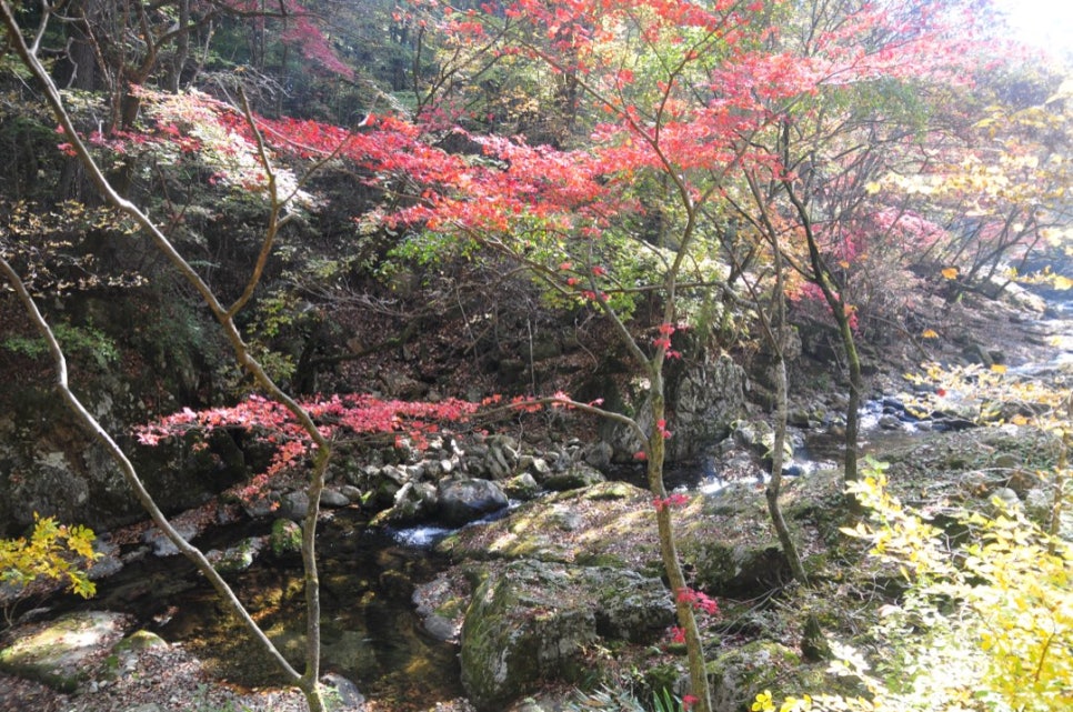 Guryong Valley stream flowing between large rocks, with a maple tree at the water's edge