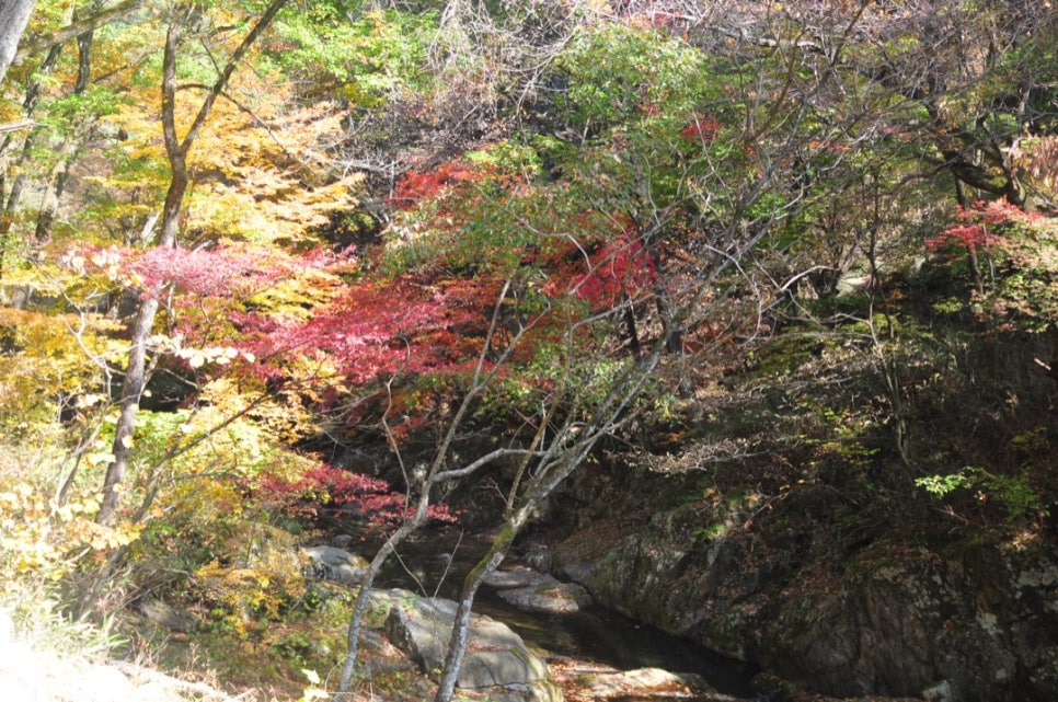 Clear water running between boulders in Guryong Valley, with red and yellow maples around the red-pine forest trail