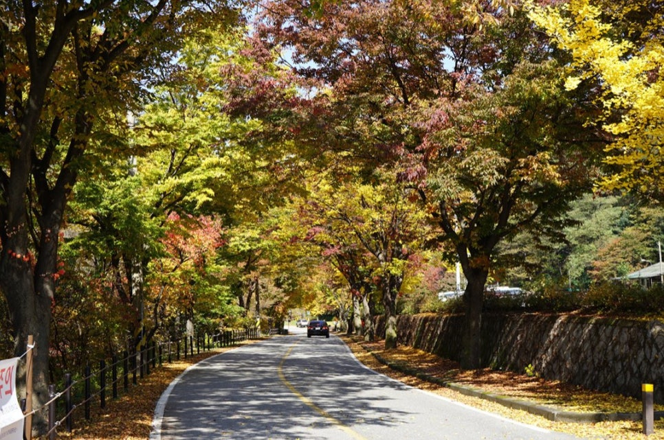 Zelkova trees on both sides of the road to Guryongsa turned orange, forming a tunnel