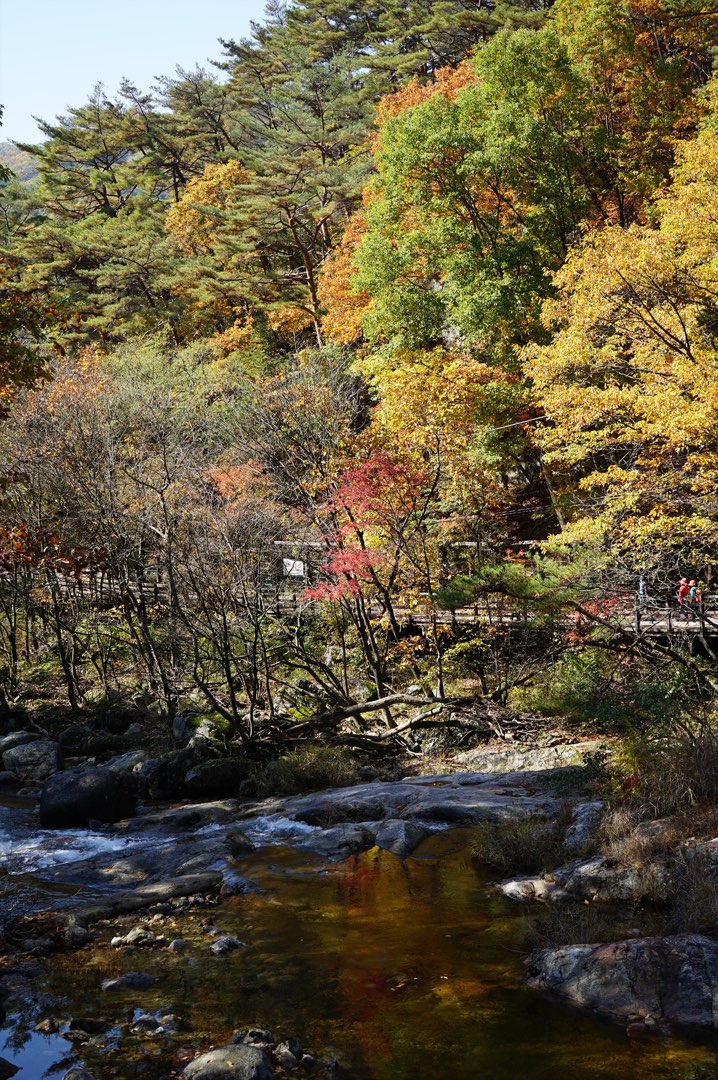 Red maple leaves filling a portrait frame above Guryong Valley