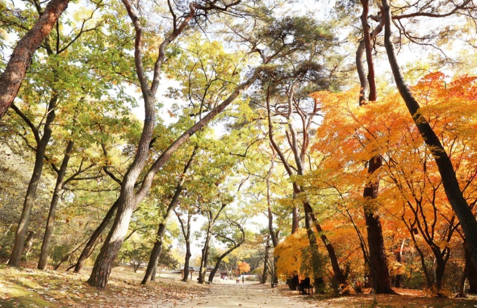 A path through trees turned yellow and orange at Yeongneung and Nyeongneung, Yeoju