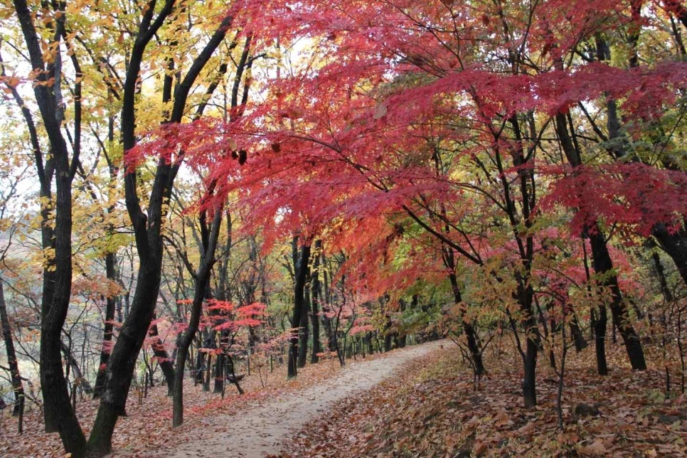 A woodland path between red maples at Jangneung, Gimpo