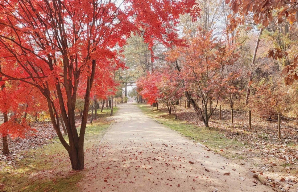 A dirt path covered in fallen leaves under bright red maples at Samneung, Paju