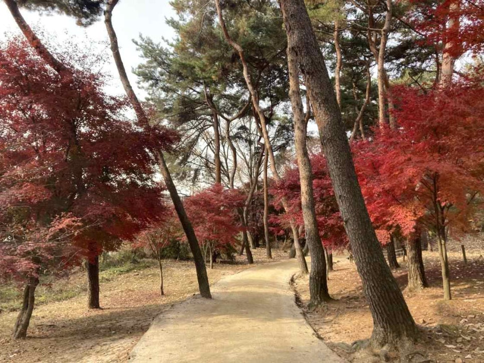 A woodland path at Seooreung, Goyang, with red maples among tall pines