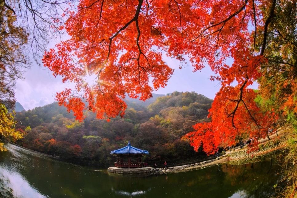 붉은 단풍잎 사이로 보이는 내장산 우화정 정자와 연못