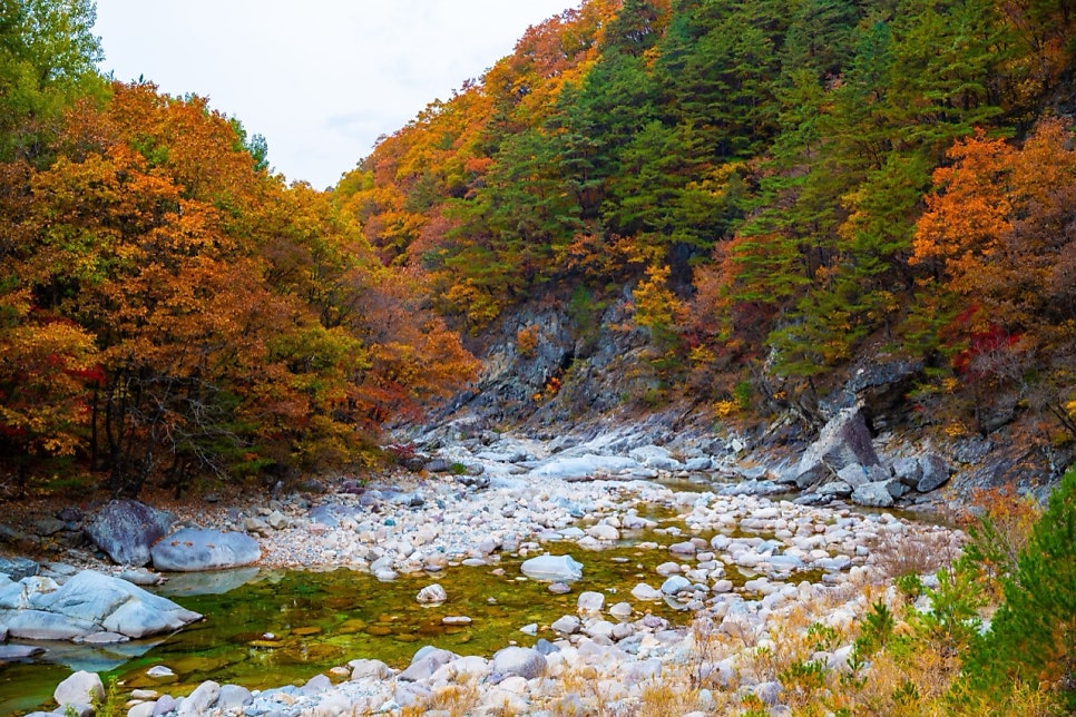 A stream running through a gorge of red and yellow trees