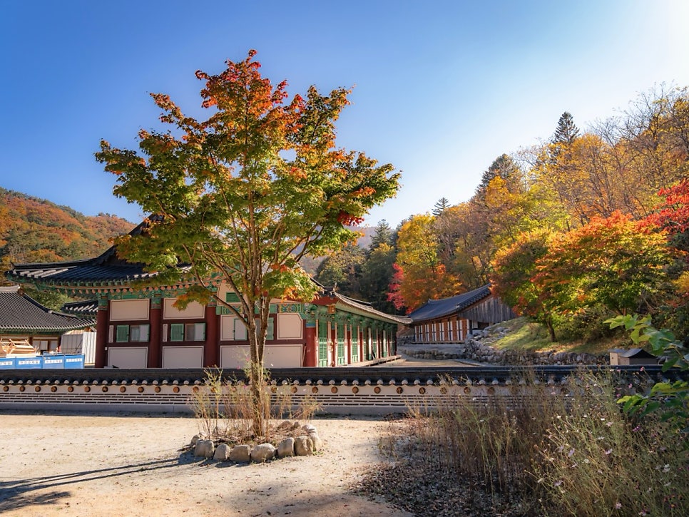 A red maple in front of a temple hall at Baekdamsa
