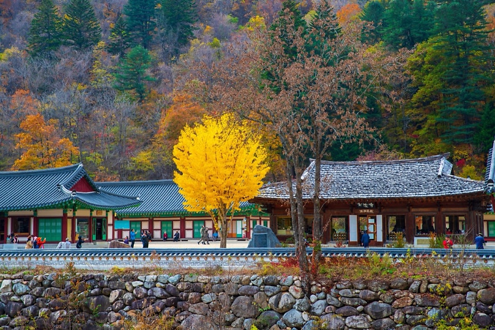 A yellow ginkgo between temple halls with autumn mountains behind