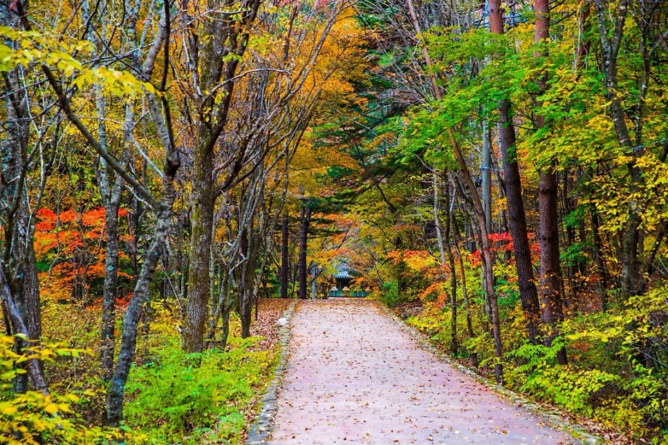 An earth path through autumn woods near Baekdamsa