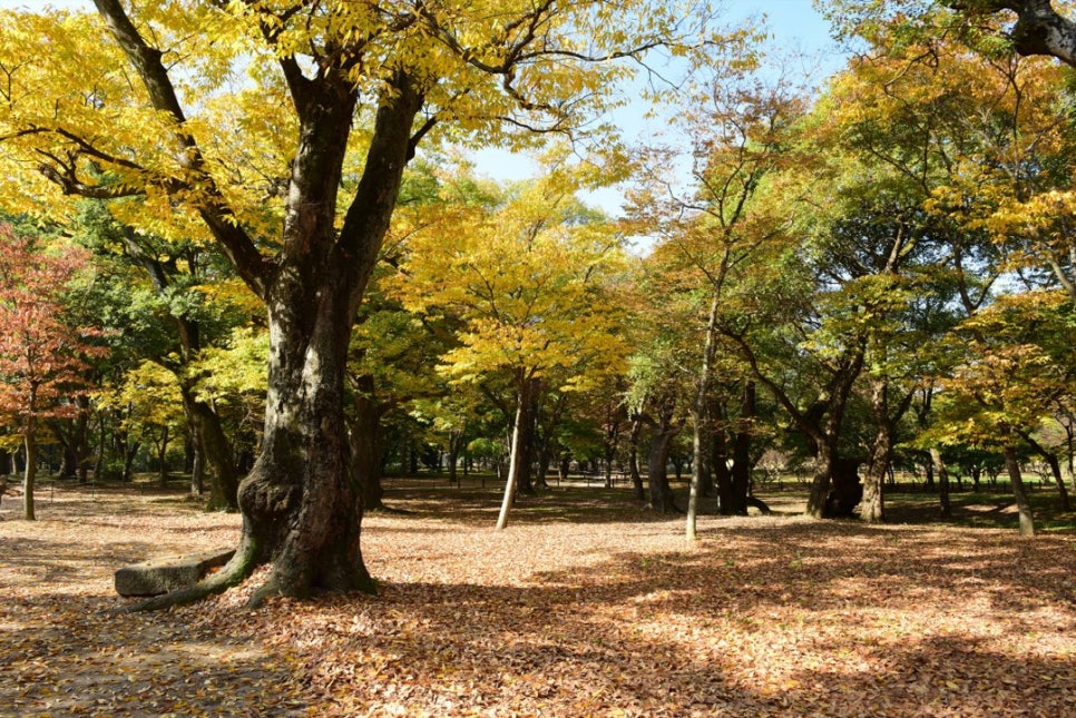 Old trees with autumn leaves lining a path through Gyerim grove in daylight