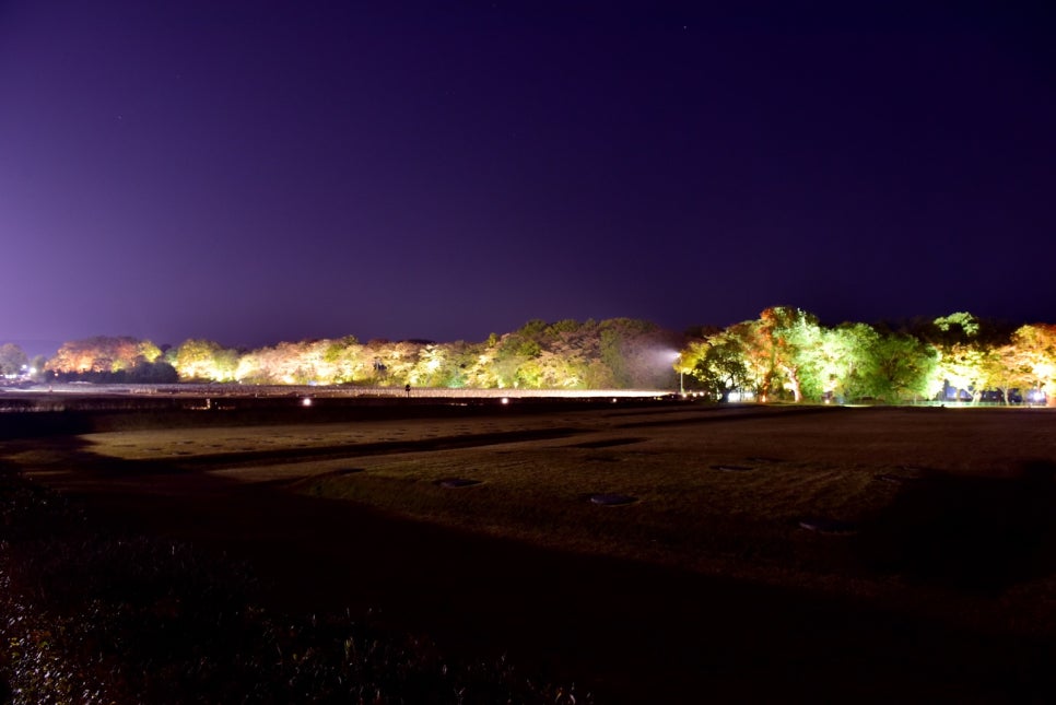 Tree trunks in the Gyerim grove in Gyeongju lit brightly by night-time floodlights