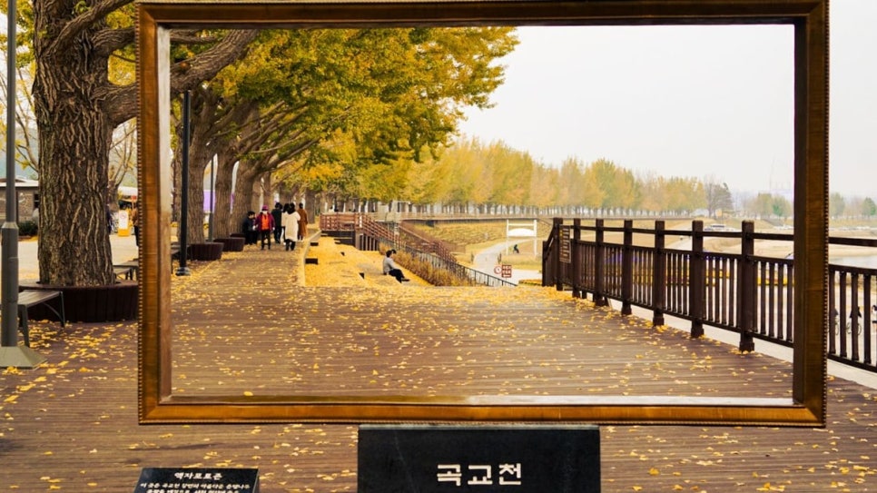 가볍게 걷기 좋은 곡교천 은행나무길 · 사진: 한국관광공사 포토코리아(전지민), 2023년 11월 촬영, 공공누리 제1유형