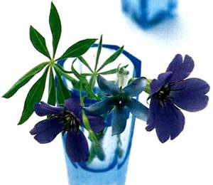 물망초forgetmenot 이미지