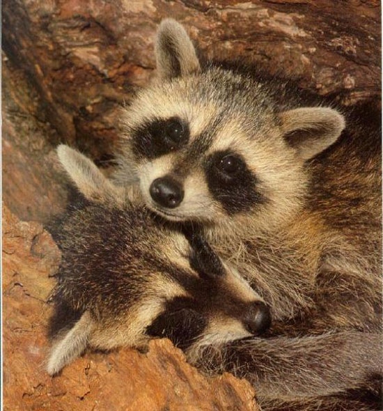 라쿤(Racoon) 이미지