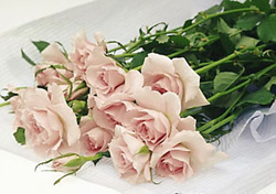 RoseDay 이미지
