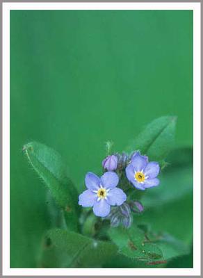 물망초forgetmenot 이미지