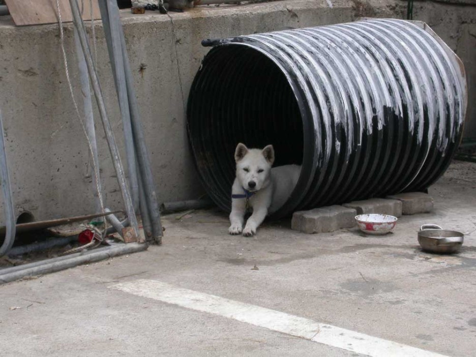백구야놀자 이미지