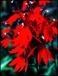 로벨리아(lobelia) 이미지
