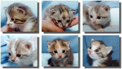 검은고양이 이미지
