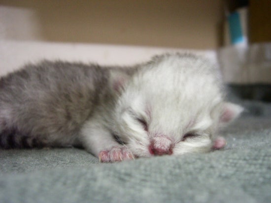 몽이냥이 이미지