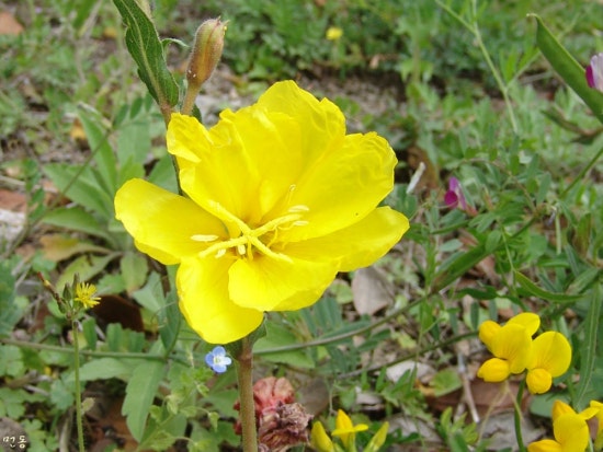님flower 이미지