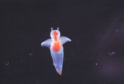 클리오네 이미지