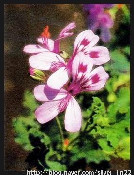 센티드SCENTED 이미지