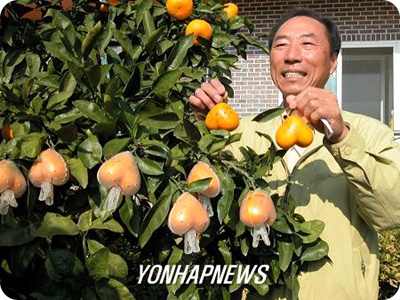 네모귤 이미지