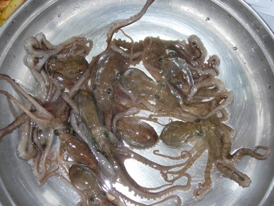 낙지한마당 이미지