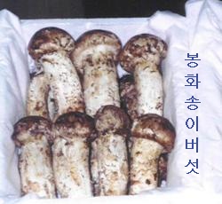송이유통 이미지