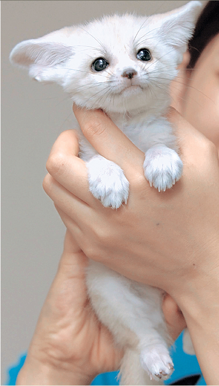 사막여우 이미지