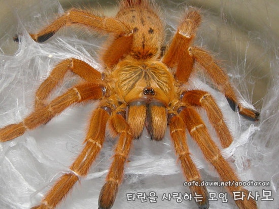 오렌지바 이미지
