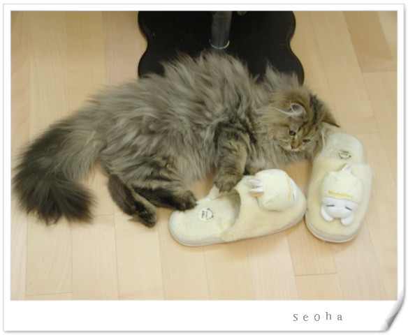 서하네 이미지
