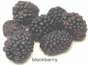 스트로우베리(strawberry) 이미지