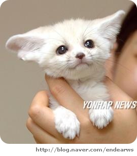 사막여우 이미지