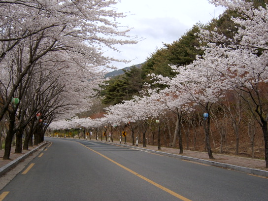 가안 이미지