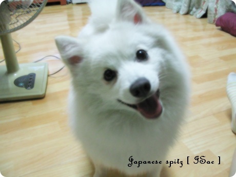 이새 이미지