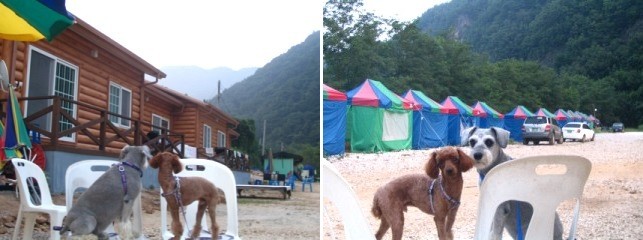 매일민박야영장 이미지