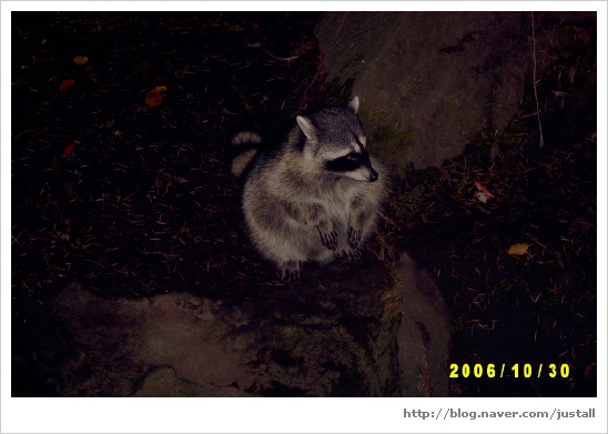 라쿤(Racoon) 이미지