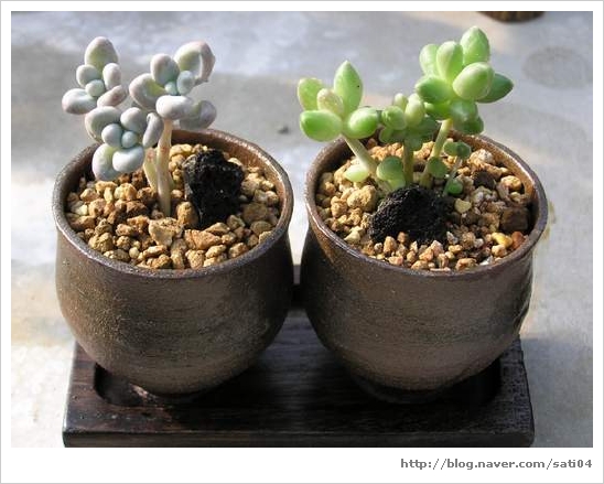 빠끔사리 이미지