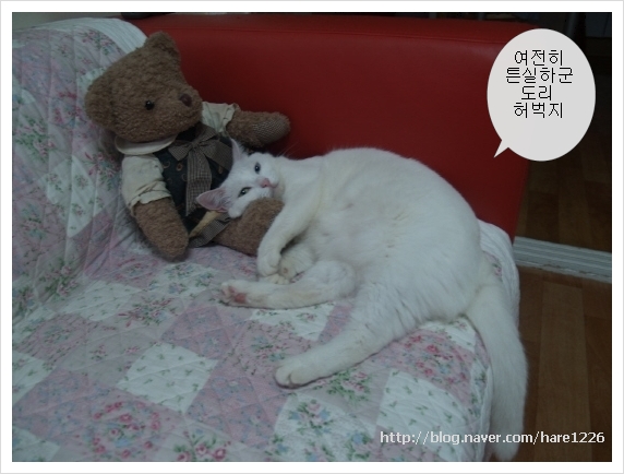 곰도리 이미지
