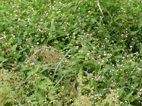 고마리(주) 이미지