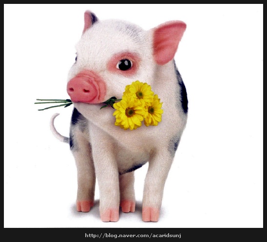 복돼지 이미지