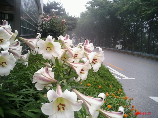 회사식당 이미지